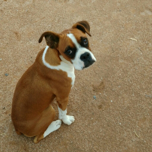 Meet your Posher, Lovely Lotus Vintage - Picture 4 of 6